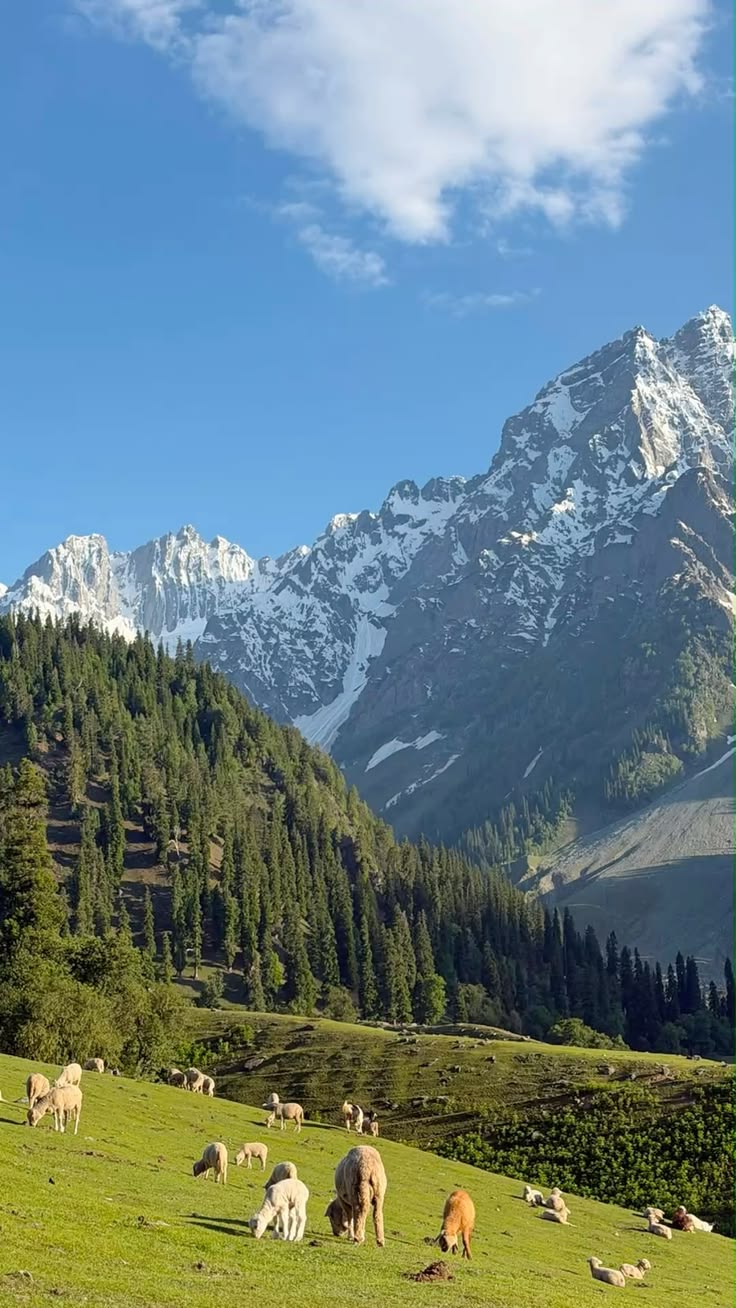 Srinagar – Sonmarg – Srinagar